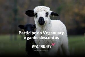 Alt texto: OVELHA PEQUENA E FOFA EM PERCURSO DE PASTOREIO, INÍCIO DE CAMPANHA VEGANA SUSTENTÁVEL.